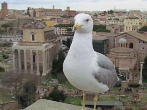 Bob the Seagull mugging for the camera in the forum