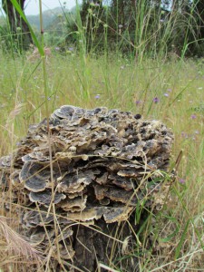 An old tree stump covered in fungi