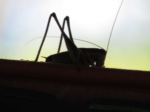 Don't have nightmares!