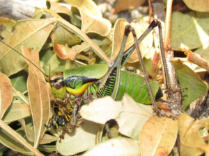 Dinner time for Jiminy