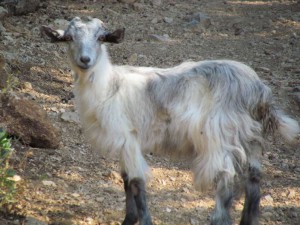 Hot, shaggy goat