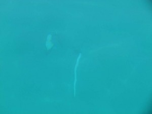 The white paint makes the anchor easy to spot