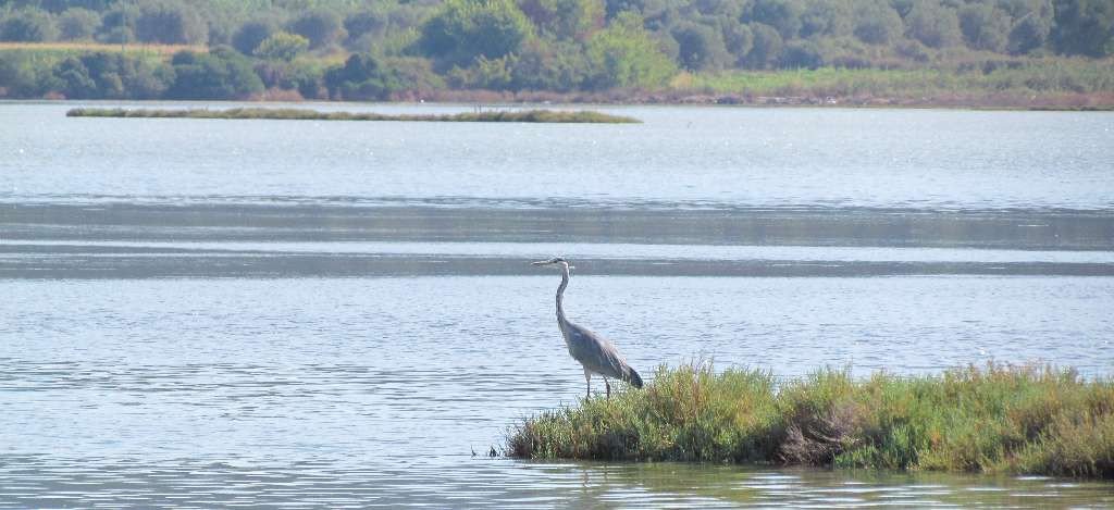 Lefkas Channel wildlife