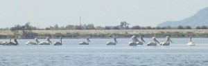 The Pelicans of Petalas (thank you Anne for the photo)