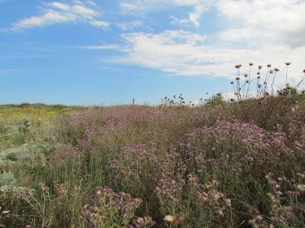 Wildflowers and watchtowers