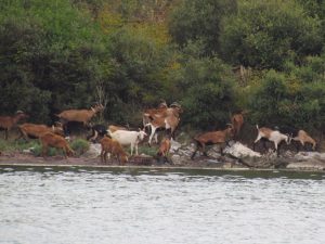 The goats of Igoumenitsa