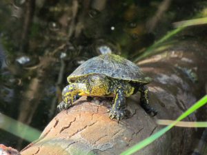 A sunbathing terrapin