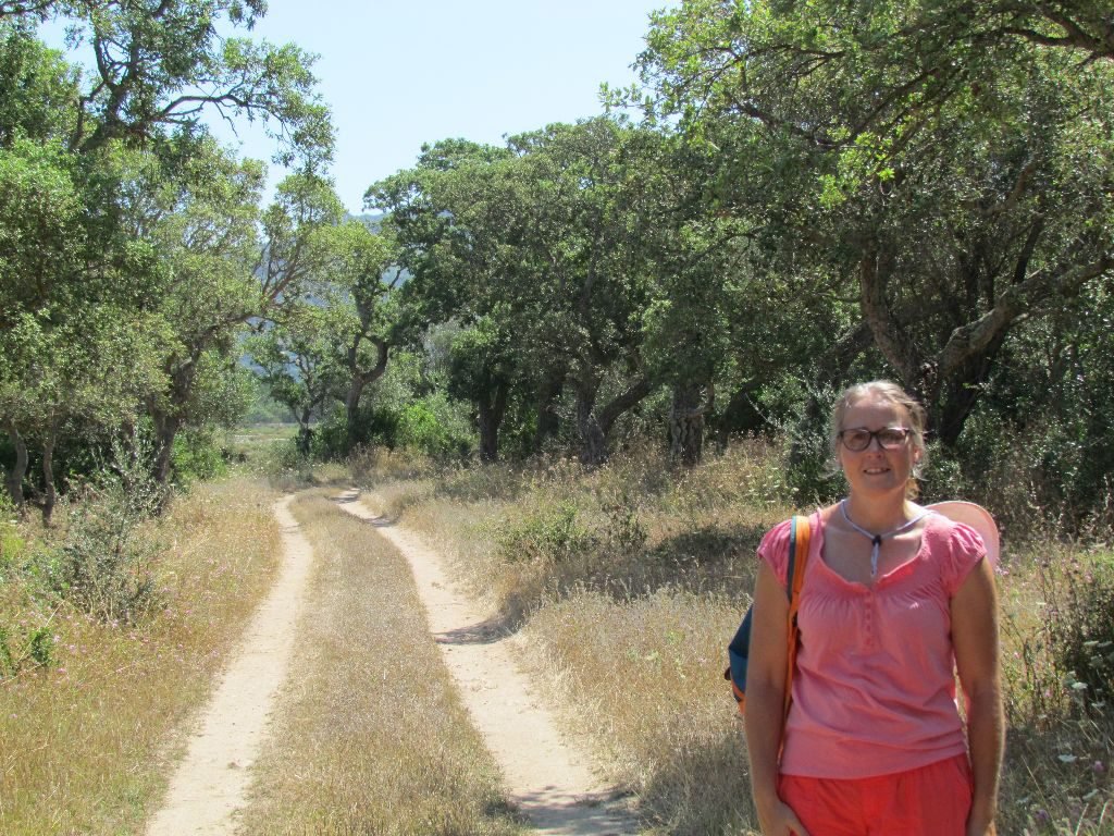 A grove of cork trees
