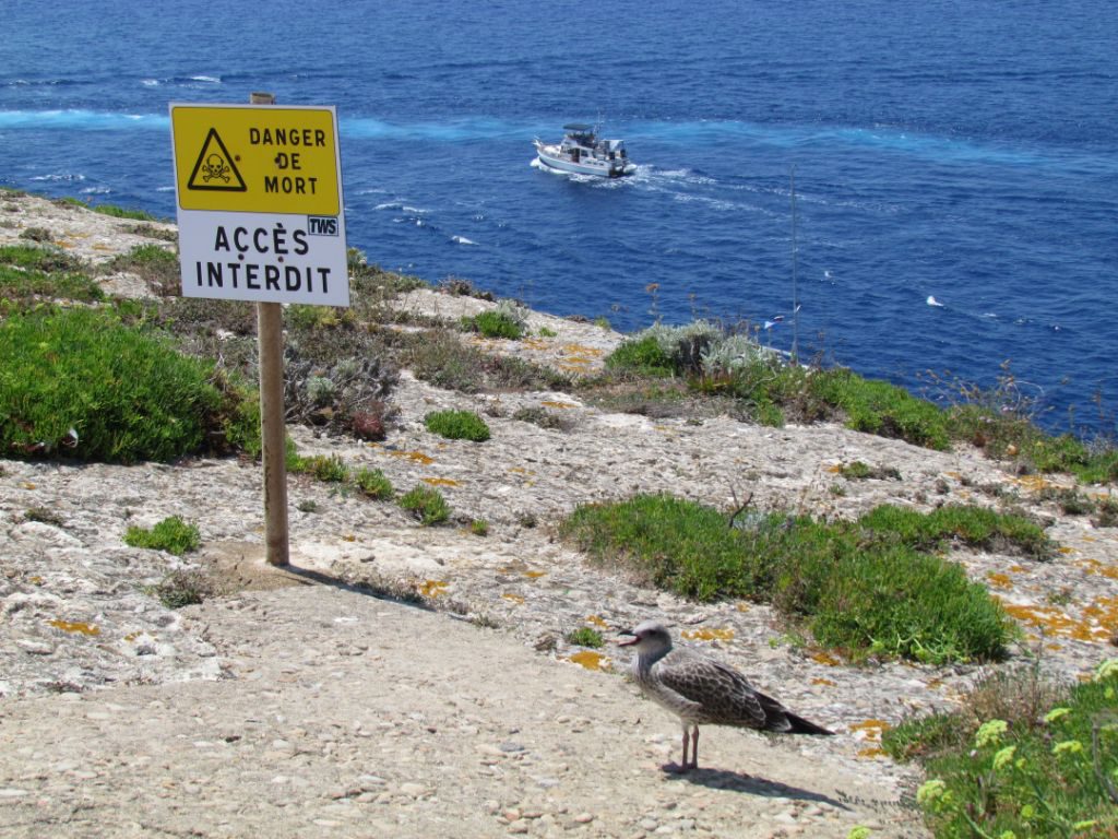 Is the seagull dicing with death?