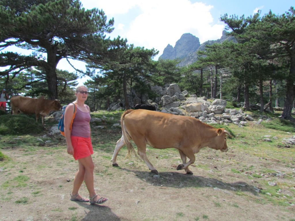 The cow didn't want to stand still for it's photo shoot