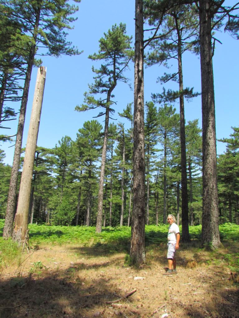 In the forest of very tall, straight trees