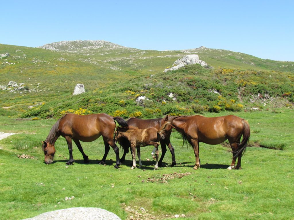 A herd of horses