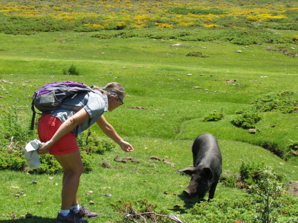 This piggie is more interested in eating