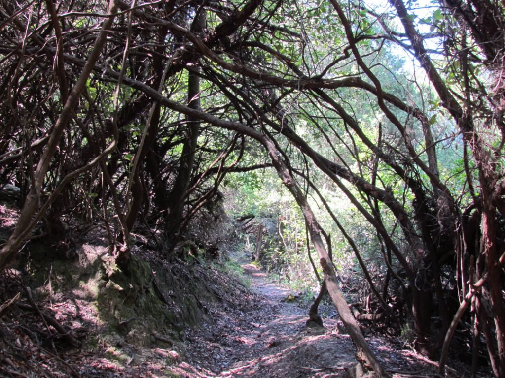 A tangled tunnel of trees