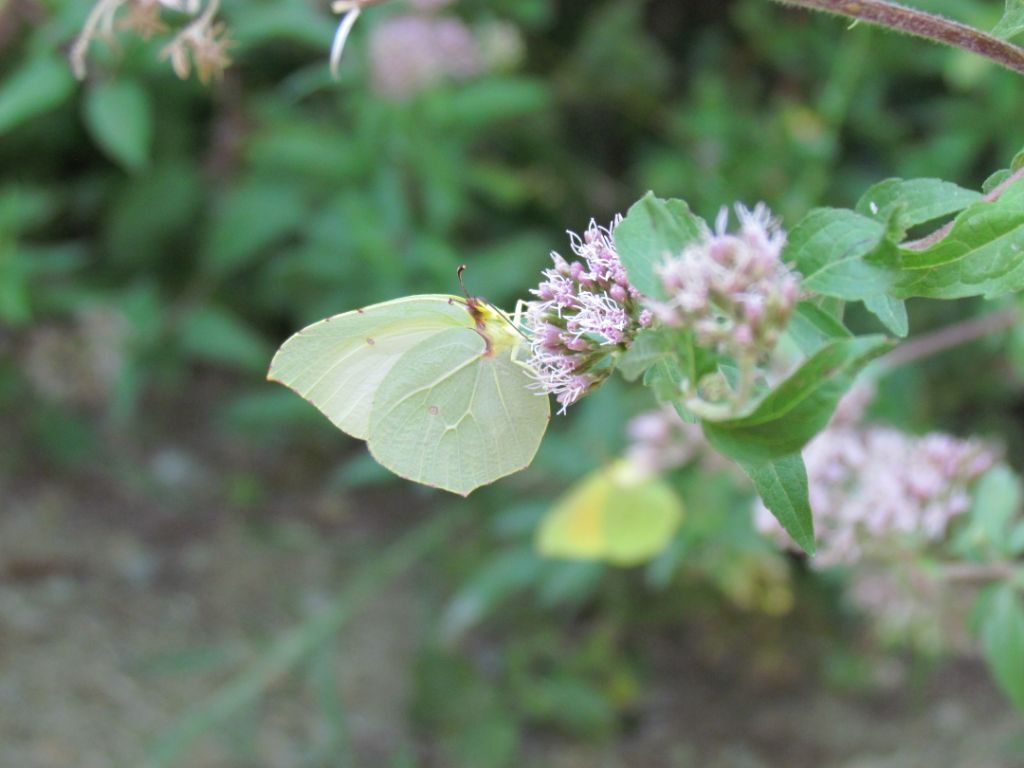 One of the many butterflies flitting about