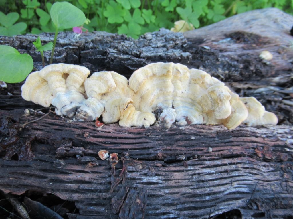 Mushrooms growing on a log