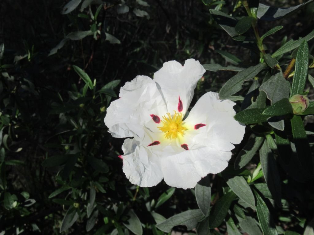 A white, yellow and red cistus flower