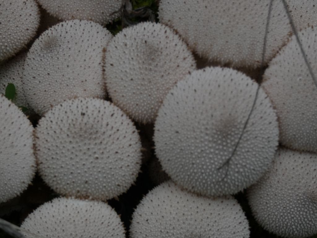 A cluster of white mushrooms
