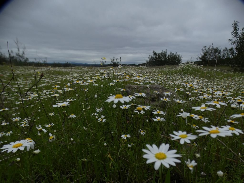 White daisys scattered across a field