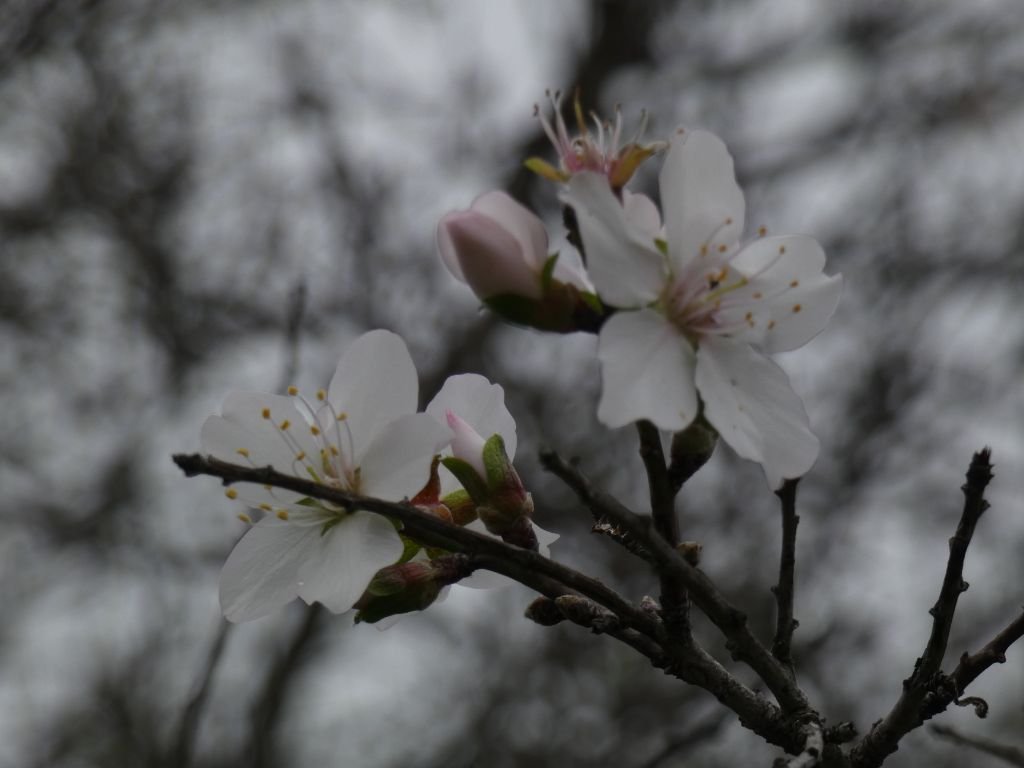 White almond blossom